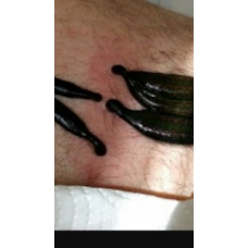 BARTIN SÜLÜK SATIŞI TOPTAN STERİL SÜLÜK FİYATI